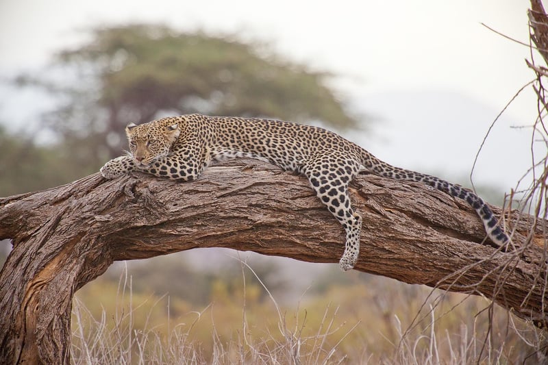 Wildlife safari adventure